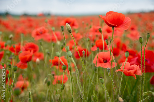 close up of red poppies flowers. many poppies close-up on front at field at summer time © pavlobaliukh
