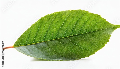 leaf isolated on white