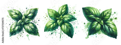 basil watercolor on white background hand drawn vector isolated photo