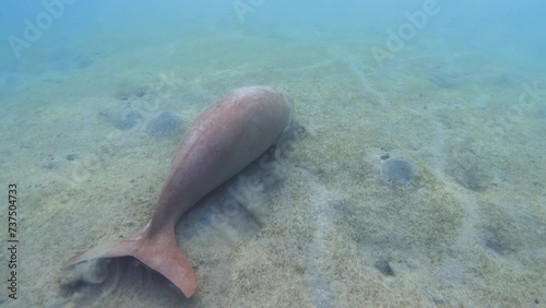 Dugong swimming over seabed underwater. Sea cow