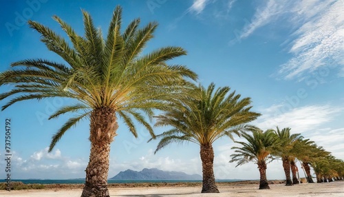 adonidia palm trees