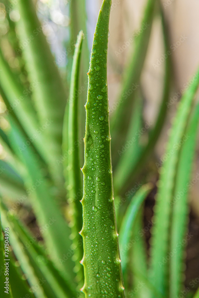 Fototapeta premium aloe vera in garden being cut