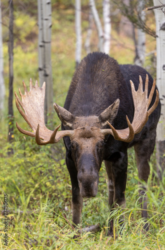 Bull Shiras Moose during the Rut in Wyoming in Autumn