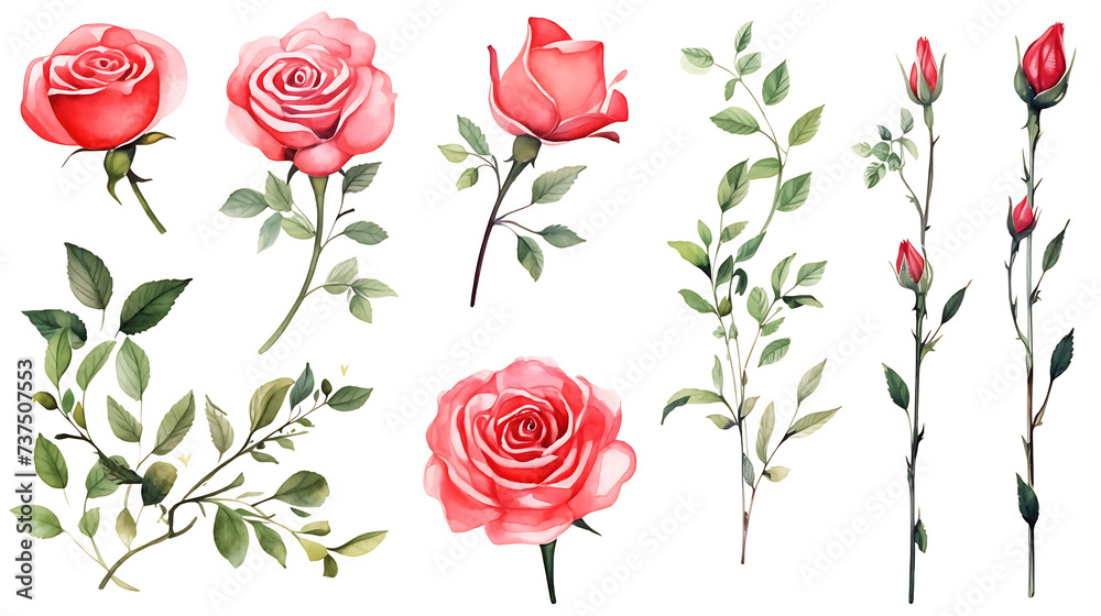 Set of red rose flower and elements - leaves, buds, stem. Watercolor artwork illustration for Valentine day, Mother day, wedding, save date card, birthday or anniversary posters Set of red rose flower and elements - leaves, buds, stem. Watercolor artwork illustration for Valentine day, Mother day, wedding, save date card, birthday or anniversary posters
