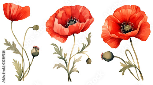 Red poppy flower watercolor illustration isolated on white background.  Green buds and leaves. Floral design for decor or holiday wedding greetings cards template photo