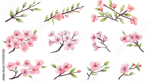 Watercolor set of cherry blossom, almond, sakura elements illustration on white background. Spring pink flowers and leaves.