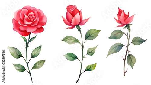 Fototapeta Naklejka Na Ścianę i Meble -  Set of red rose flower and elements - leaves, buds, stem. Watercolor artwork illustration for Valentine day, Mother day, wedding, save date card, birthday or anniversary posters