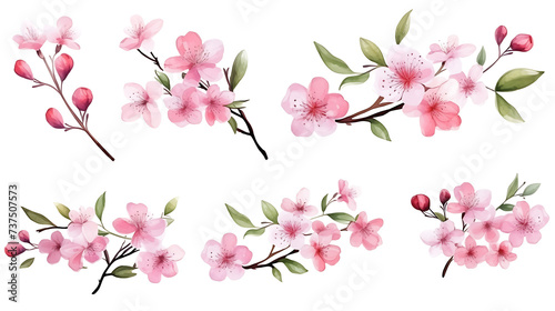 Fototapeta Naklejka Na Ścianę i Meble -  Watercolor set of cherry blossom, almond, sakura elements illustration on white background. Spring pink flowers and leaves.
