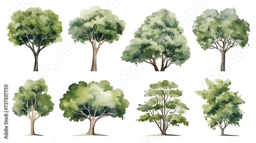 Set of watercolor green tree isolated on white background for landscape and architecture drawing, elements for environment and garden, botanical for section in spring photo