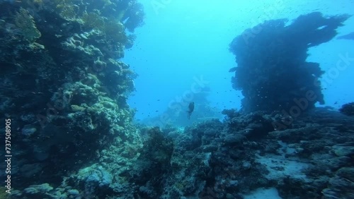 Coral reef near St. Johns Island in Egypt, Red Sea  photo