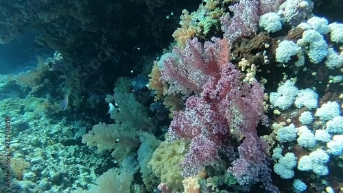 Coral reef and soft corals near Brothers Island, Egypt, Red Sea