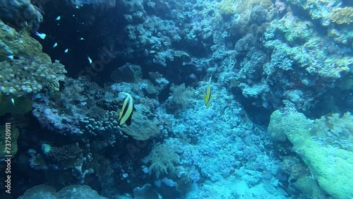 Red Sea bannerfish near Marsa Alam, Egypt, Red Sea