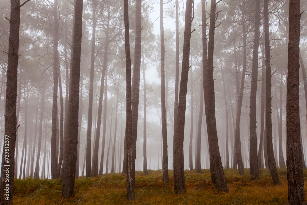 mist-draped forest, the haunting allure of tree trunks unfolds in soft, diffused light