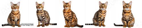 set of cats isolated on transparent background