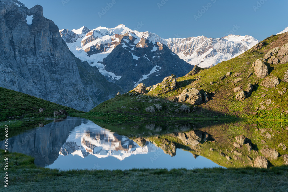 Fiescherhörner im Hornseewli, Grosse Scheideck, Grindelwald, Berner Oberland, Schweiz