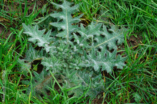 Closeup on a spring emerging spiky common spear thistle, Cirsium vulgare photo