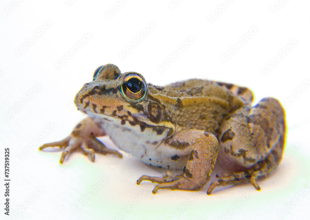 Young Perez Frog isoltated over white Young Perez Frog isoltated over white