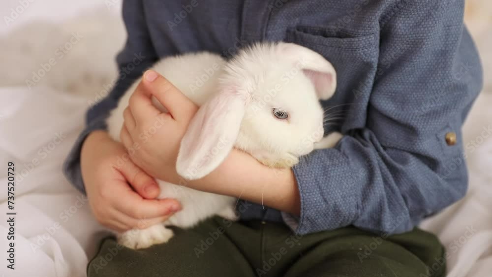 White Easter rabbit sits on the hands of a little boy, who huggs the rabbit White Easter rabbit sits on the hands of a little boy, who huggs the rabbit