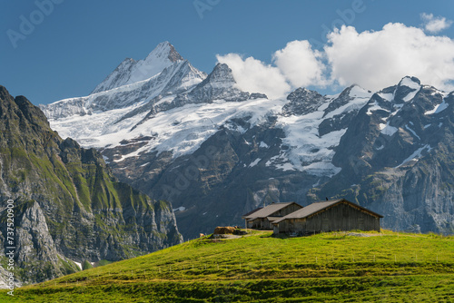 Schreckhorn von Alp Grindel, Grindelwald, Berner Oberland, Schweiz photo