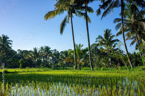 Lush Green Rice Paddy Field with Tall Coconut Palms Under Blue Sky