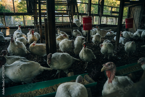 Beltsville Small turkeys in the barn photo