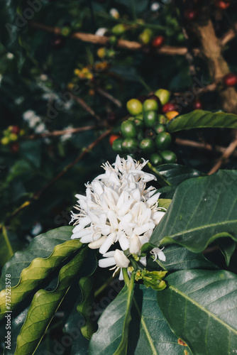 cafetal florecido