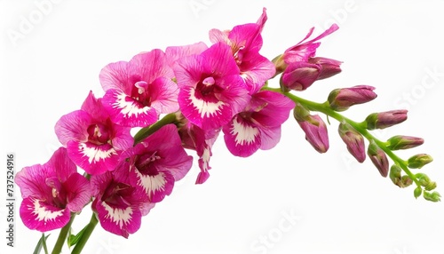 single stem of pink shapdragon flowers isolated on white