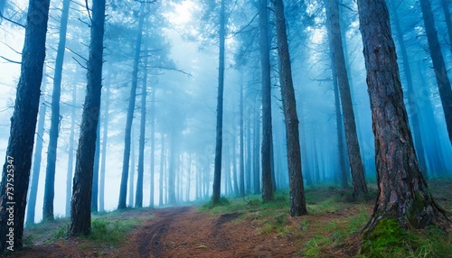 pine forest in blue fog