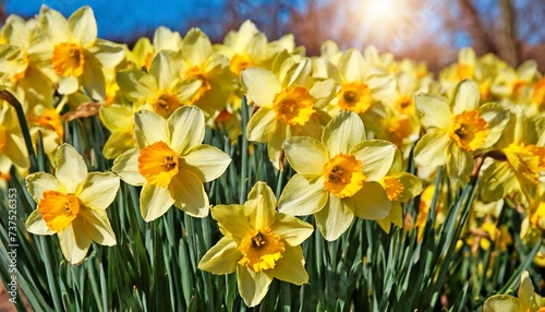 a large number of bright yellow narcissuses in beams of the day spring sun