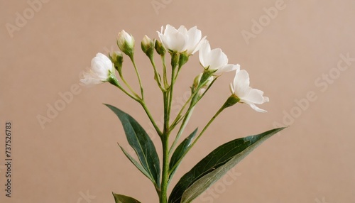 delicate flower stem on pastel beige background aesthetic close up view floral composition © Makayla