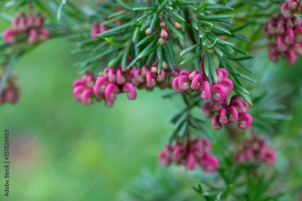 Close up of woolly grevillea (grevillea lanigera) flowers in bloom Close up of woolly grevillea (grevillea lanigera) flowers in bloom