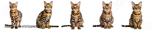 set of cats isolated on transparent background