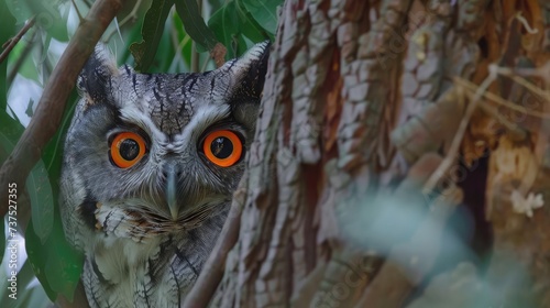 white faced scops owl Ptilopsis leucotis in a tree staring with large orange eyes. photo