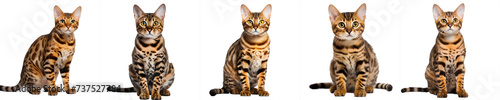 set of cats isolated on transparent background