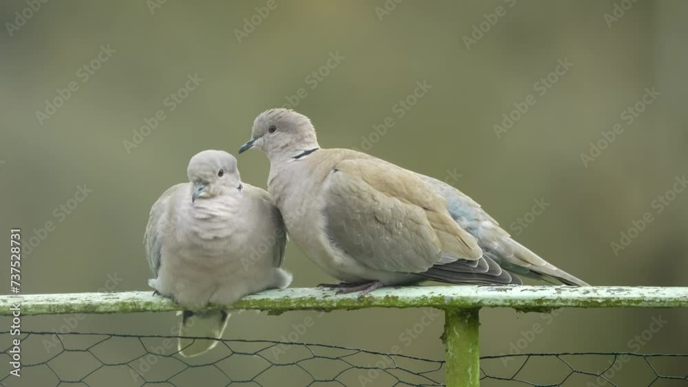 close up of a pair of collared doves (Streptopelia Decaocto) engaged in pre-mating ritual