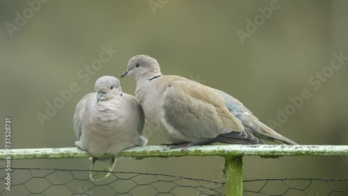 close up of a pair of collared doves (Streptopelia Decaocto) engaged in pre-mating ritual photo
