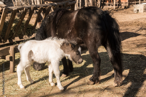 A newborn pony foal with its mother in farm yard on sunny day  © varbenov