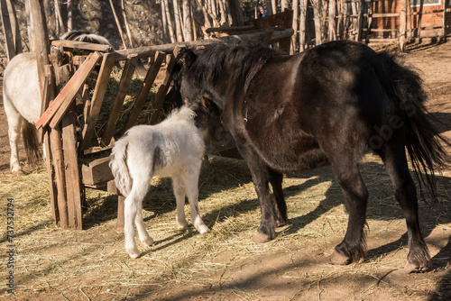 A newborn pony foal with its mother in farm yard on sunny day 