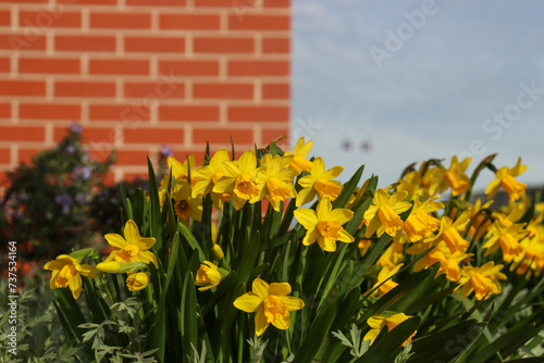 A Cluster of Daffodils