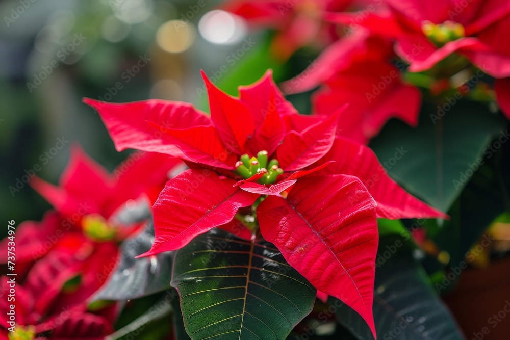 Closeup of blossomed red poinsettia flowers Christmas star or Poinsettia