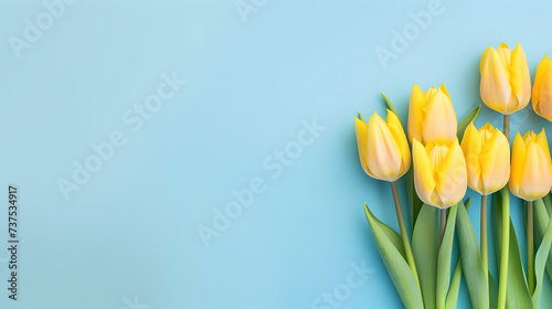 yellow tulips on blue background #737534917