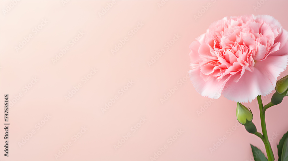 single pink colored clove flower isolated on pastel rose background
