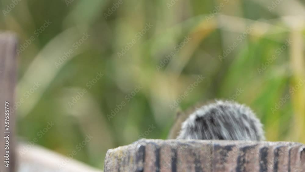 squirrel in a park squirrel in a park