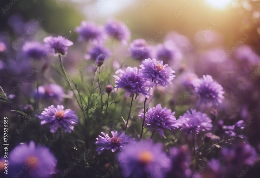 Obraz premium Summer floral background with beautiful purple or violet flowers