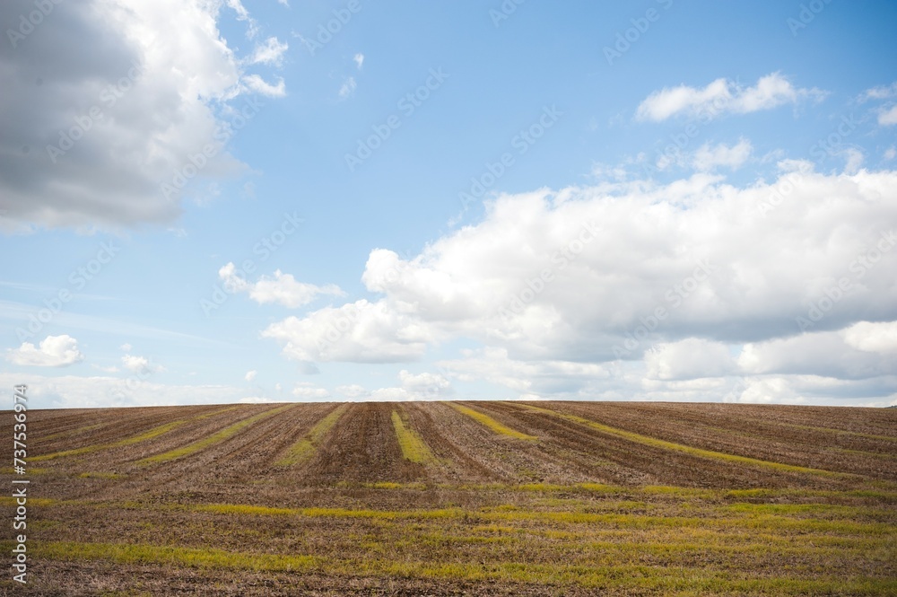 Field of wheat stubble after harvest striped Field of wheat stubble after harvest striped