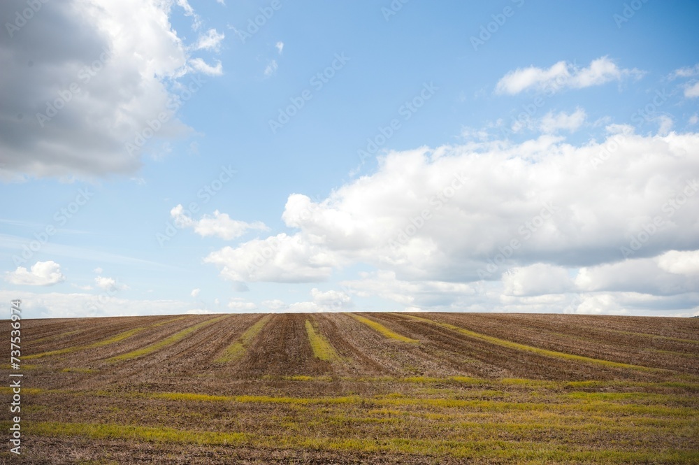 Field of wheat stubble after harvest striped