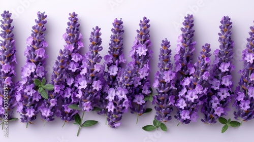 a group of purple flowers with green leaves on a white background with a border of purple flowers with green leaves on a white background.