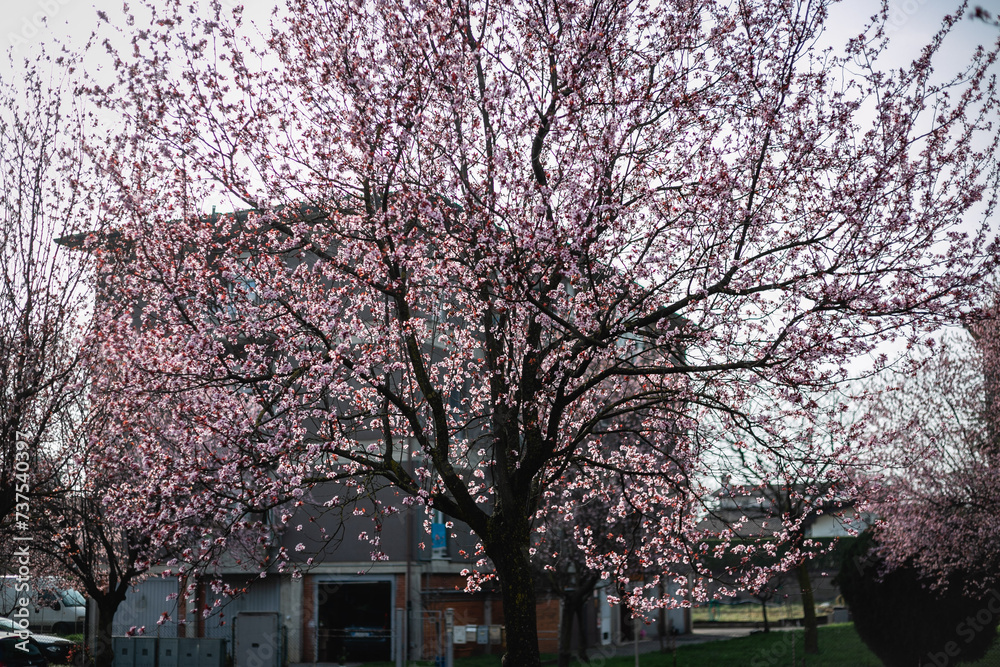 blooming big tree standing in front of the house on the street blooming big tree standing in front of the house on the street
