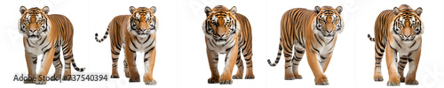 tiger collection  safari animal png  isolated on transparent background