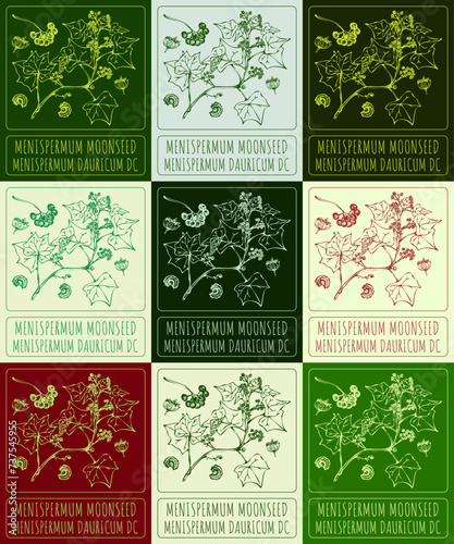 Set of vector drawings of MENISPERMUM MOONSEED in different colors. Hand drawn illustration. Latin name MENISPERMUM DAURICUM DC